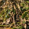 Garden Mulch - Image 7